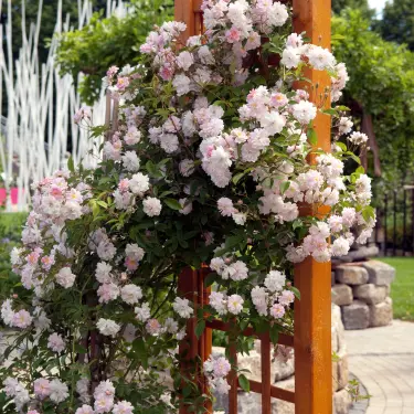 Sådan planter du klatreroser